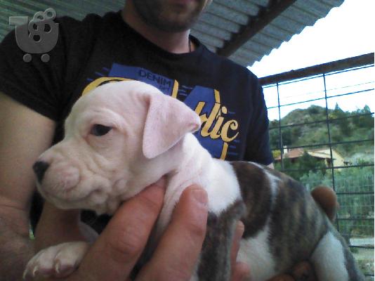 πωλουνται κουταβια πιτ μπουλ